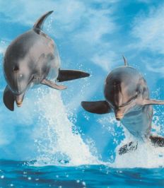 1018 Dolphins